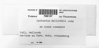Image of Hysterium wallrothii